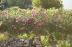 Nerium Oleander Cavalaire - Jardins du Monde.be