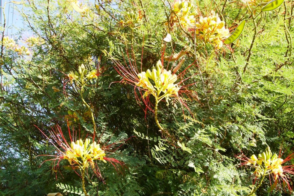 Oiseau du paradis jaune - Caesalpinia gilliesii - Jardins du Monde.be