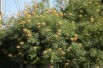 Oiseau du paradis jaune - Caesalpinia gilliesii - Jardins du Monde.be