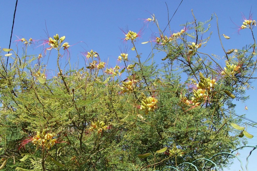 Oiseau du paradis jaune - Caesalpinia gilliesii - Jardins du Monde.be