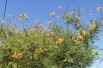 Oiseau du paradis jaune - Caesalpinia gilliesii - Jardins du Monde.be