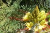 Oiseau du paradis jaune - Caesalpinia gilliesii - Jardins du Monde.be