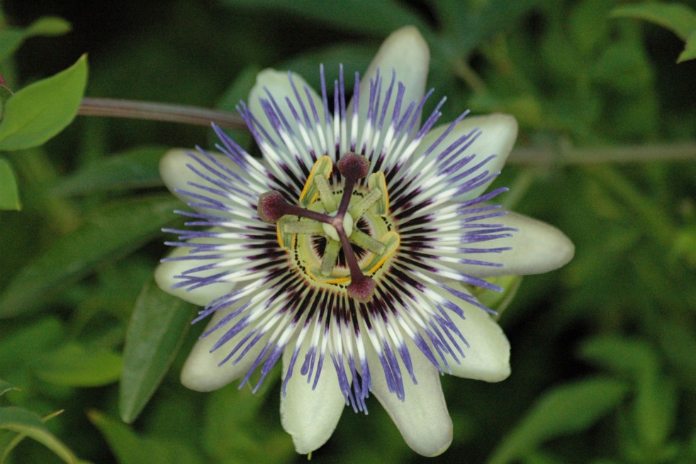 Passiflore Caerulea - Plante Grimpante ✾ Pépinière Ferriere Fleurs