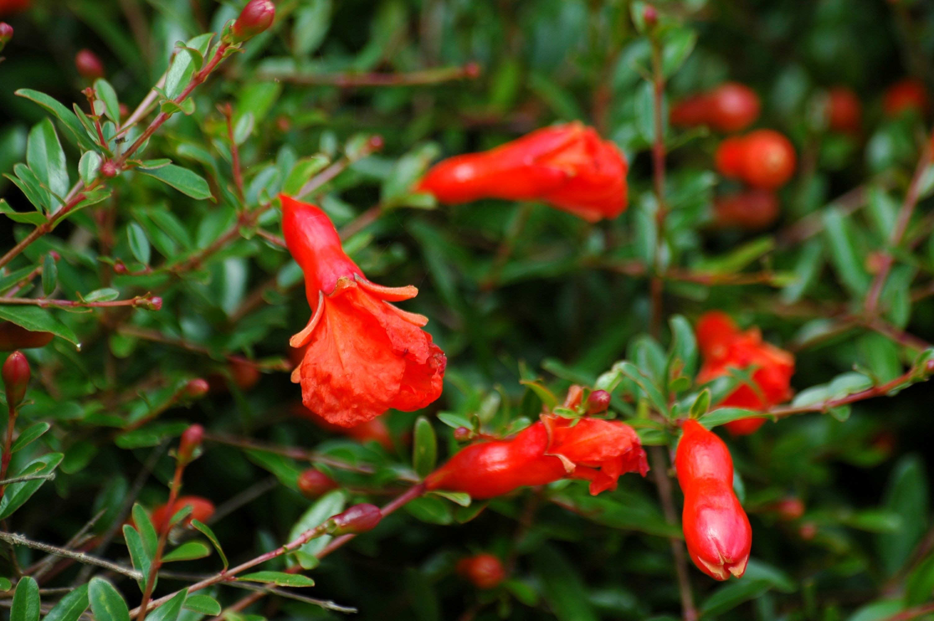 Dwarf Pomegranate Gracillissima