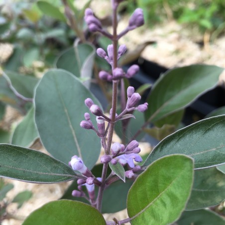 Arabian Lilac - Vitex trifolia purpurea