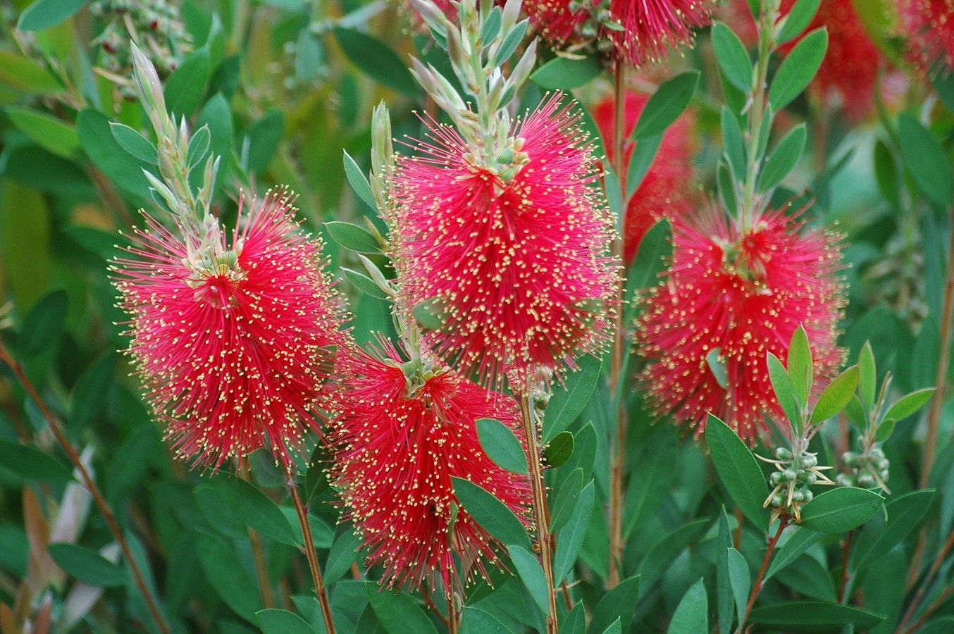 Bottlebrush Laevis