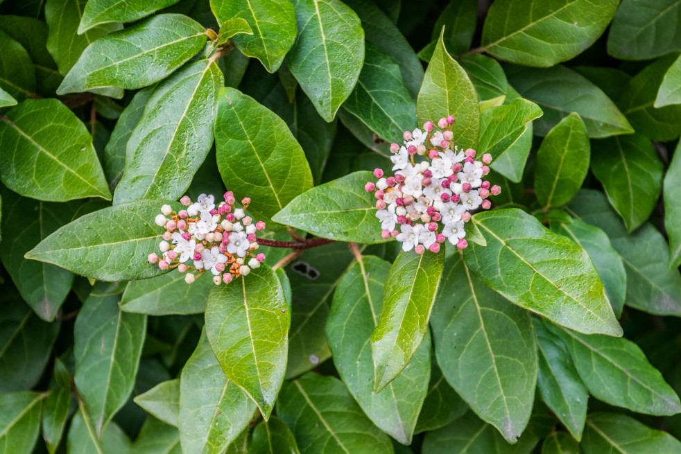 Viburnum tinus giganteum - Krzysztof Golik, CC BY-SA 4.0  via Wikimedia Commons