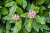 Viburnum tinus giganteum - Krzysztof Golik, CC BY-SA 4.0  via Wikimedia Commons