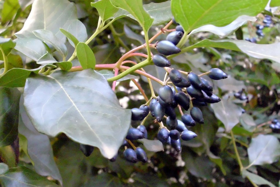 Viburnum tinus giganteum - Javier martin, Public domain, via Wikimedia Commons