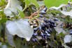 Viburnum tinus giganteum - Javier martin, Public domain, via Wikimedia Commons