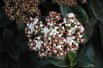 Viburnum tinus giganteum - Jardins du Monde.be