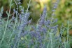 Perovskia atriplicifolia Blue Spire