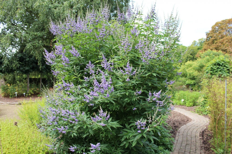 Vitex agnus-castus Latifolia - Jardins du Monde.be