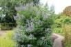 Vitex agnus-castus Latifolia - Jardins du Monde.be