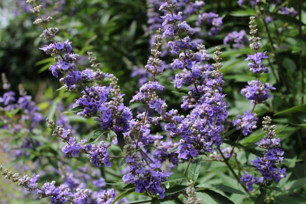 Vitex agnus-castus Latifolia - Jardins du Monde.be