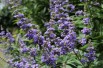 Vitex agnus-castus Latifolia - Jardins du Monde.be