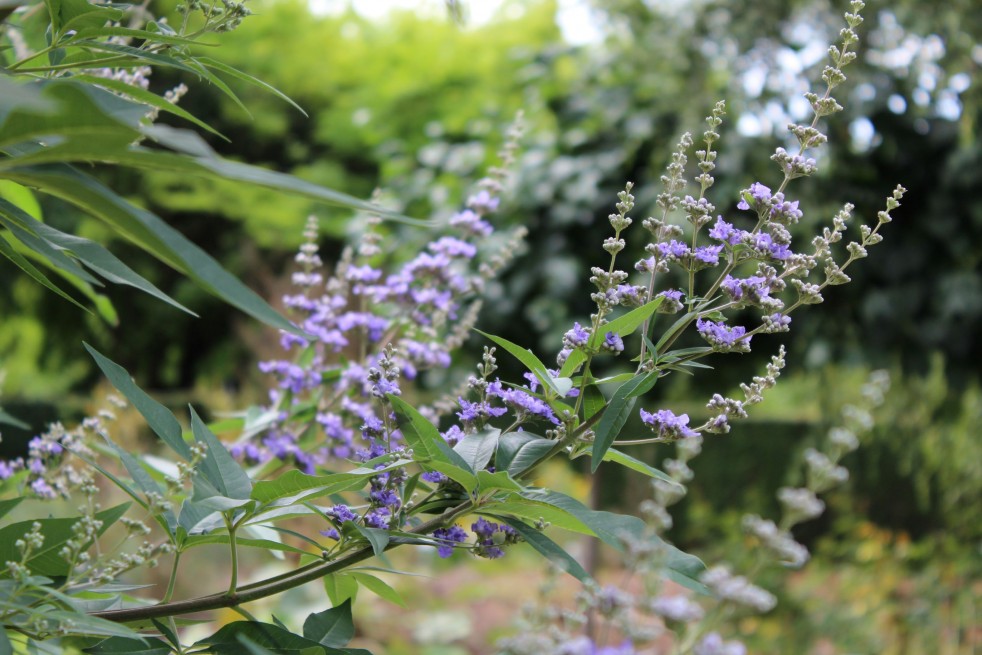 Vitex agnus-castus Latifolia - Jardins du Monde.be