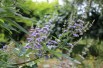 Vitex agnus-castus Latifolia - Jardins du Monde.be