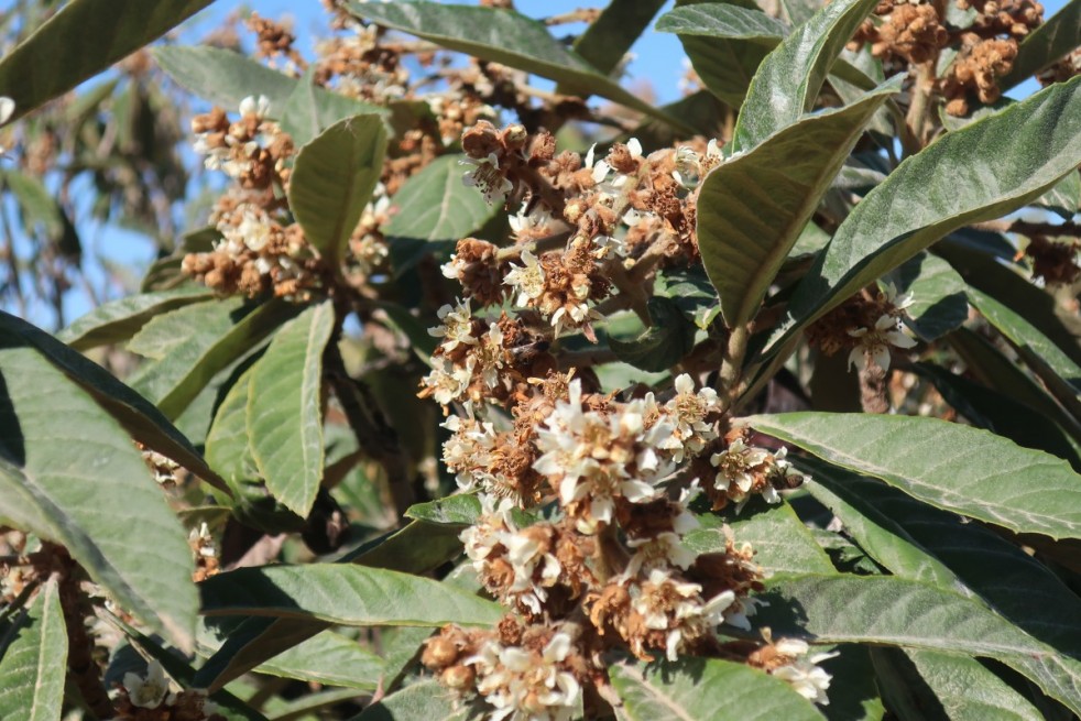 Eriobotrya Japonica  - fleurs