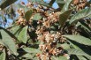 Eriobotrya Japonica  - fleurs