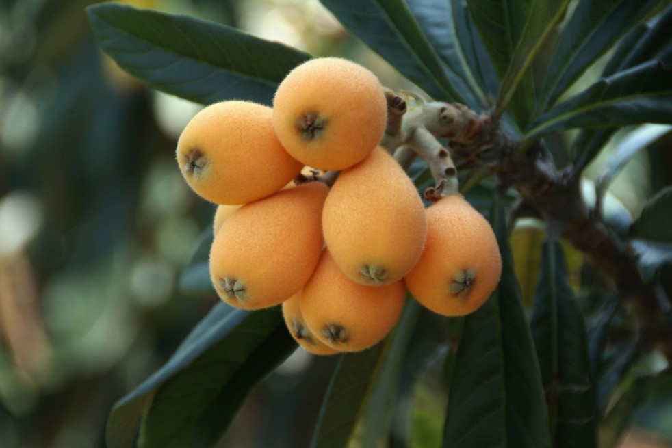 Eriobotrya Japonica - fruits