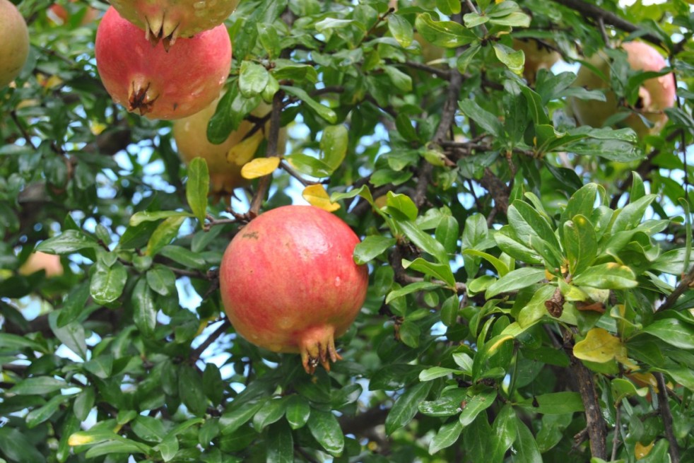 Punica granatum Seedless