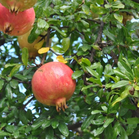 Pomegranate Seedless - Punica granatum Seedless