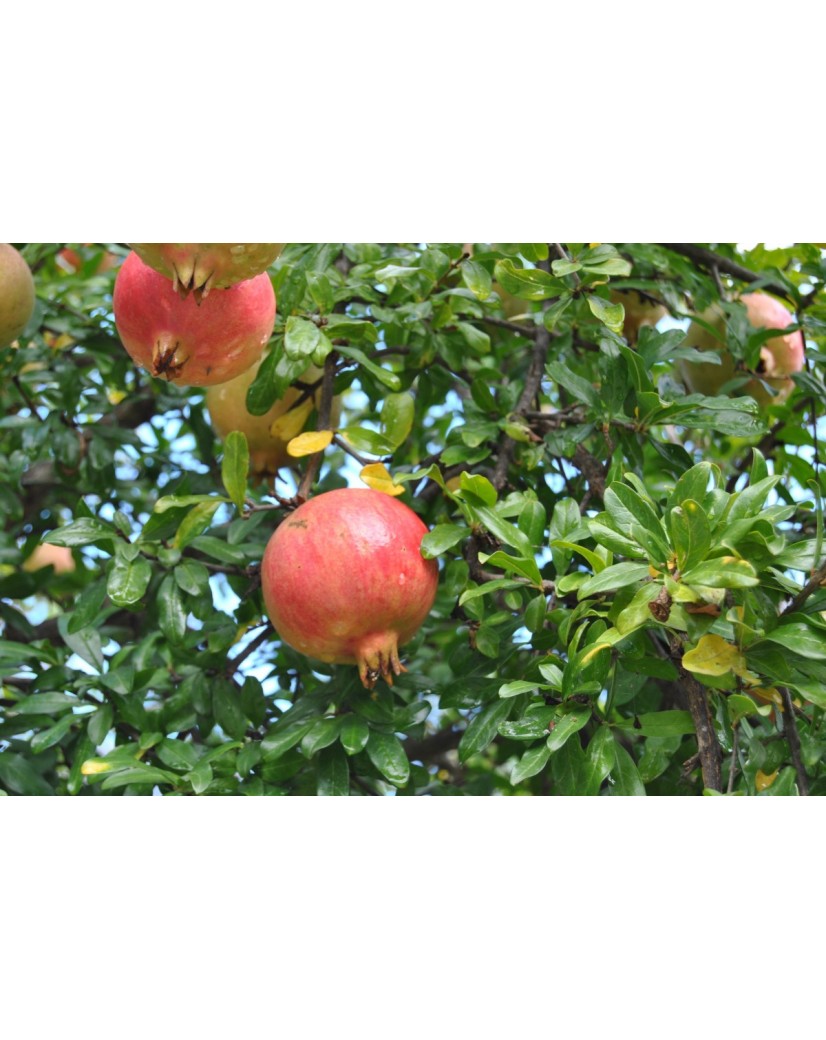 Pomegranate Seedless - Punica granatum Seedless