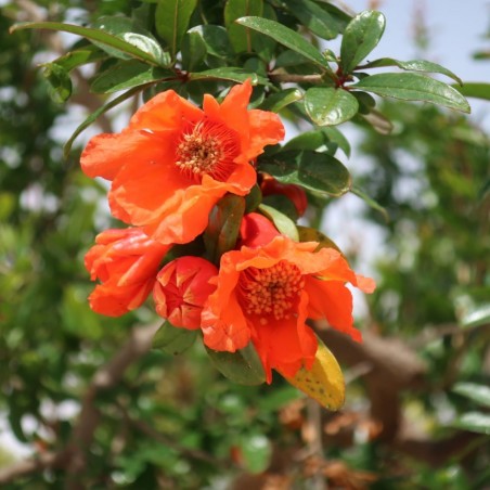 Pomegranate Seedless - Punica granatum Seedless