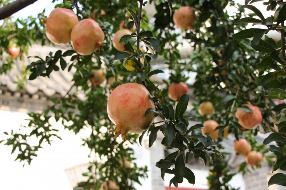 Punica granatum Seedless