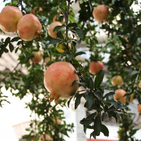 Pomegranate Seedless - Punica granatum Seedless