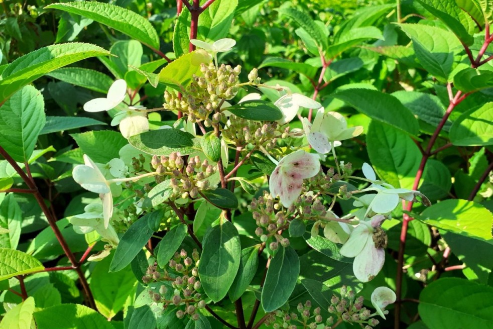 Hydrangea paniculata Wim's Red® - Jardins du Monde.be