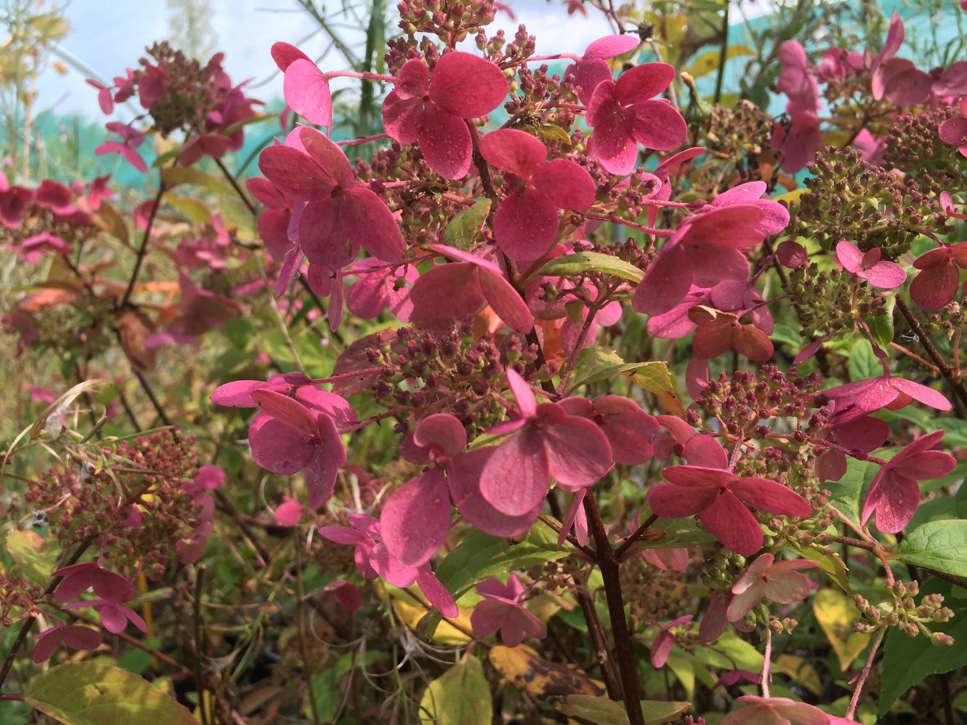 Rispenhortensie Wim's Red