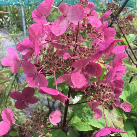 Wim's Red Panicle Hydrangea - Hydrangea paniculata Wim's Red®