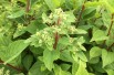 Hydrangea paniculata Wim's Red® - Jardins du Monde.be