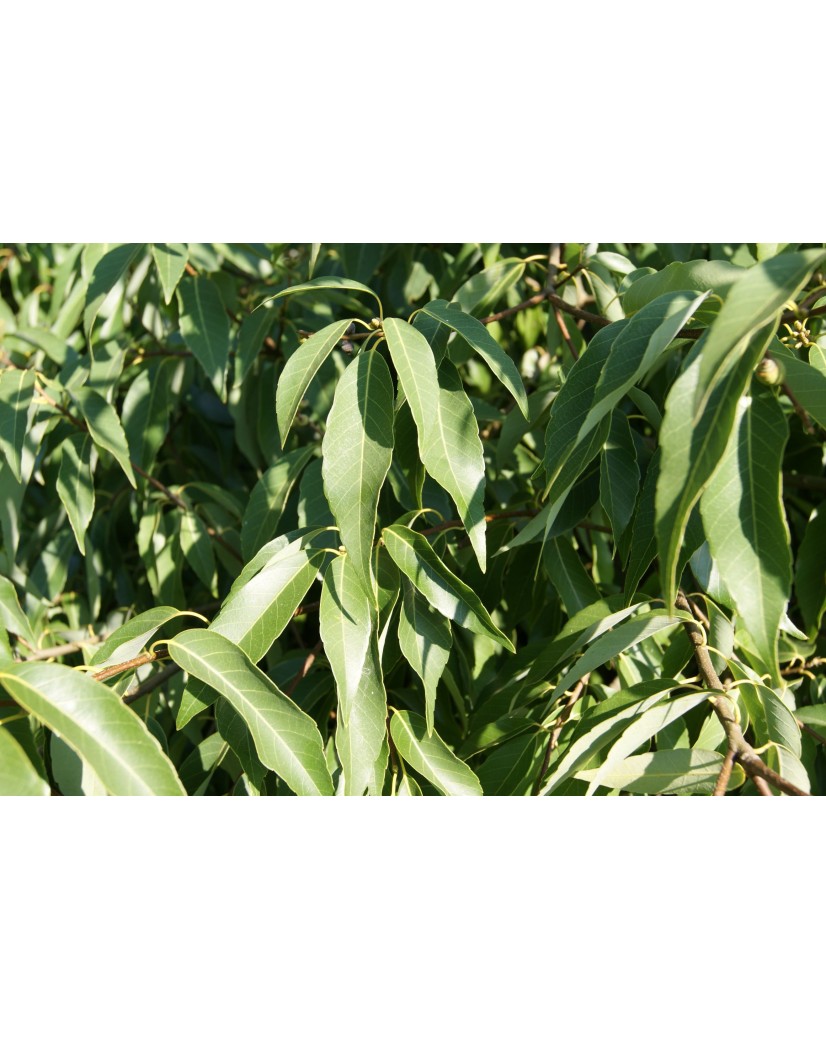 Bamboo Leaf Oak Chinese Evergreen Oak Quercus Myrsinifolia