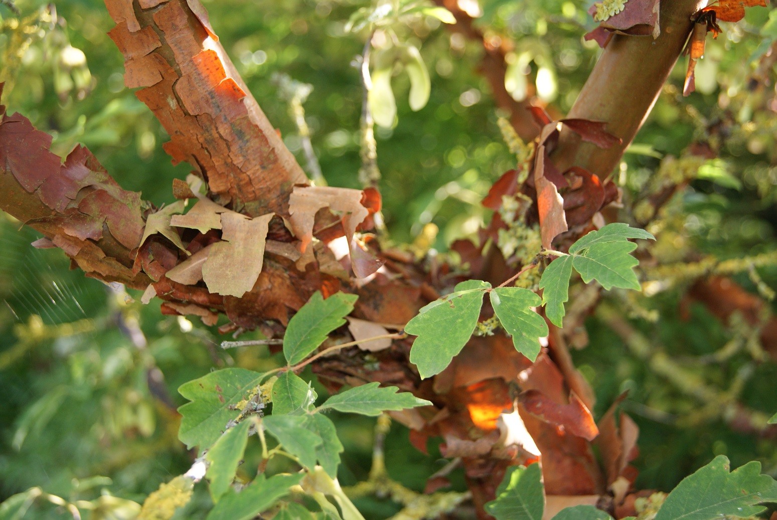 Paperbark maple (in 10 liter pot)