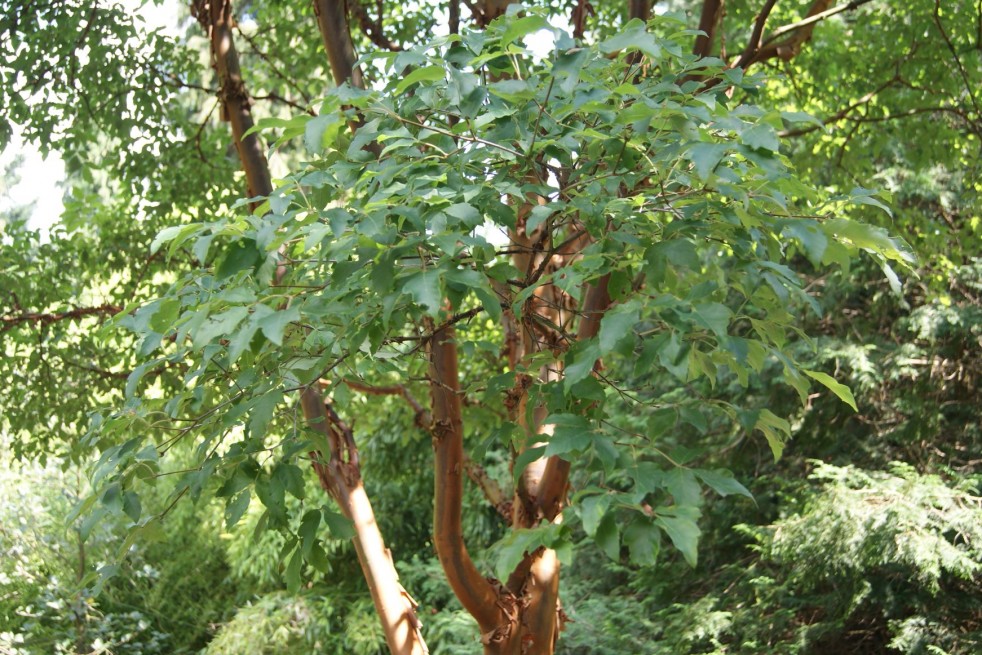 Acer griseum - Jardins du Monde.be