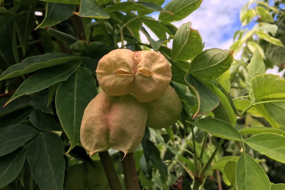 Staphylea Colchica - Jardins du Monde.be