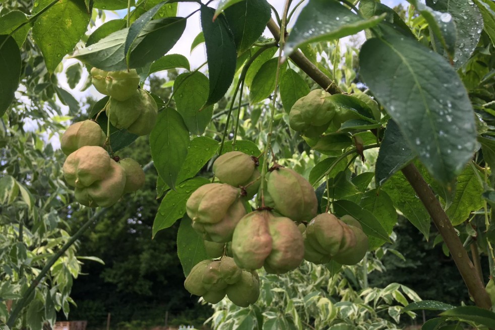 Staphylea Colchica - Jardins du Monde.be