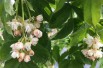 Staphylea Colchica - Jardins du Monde.be