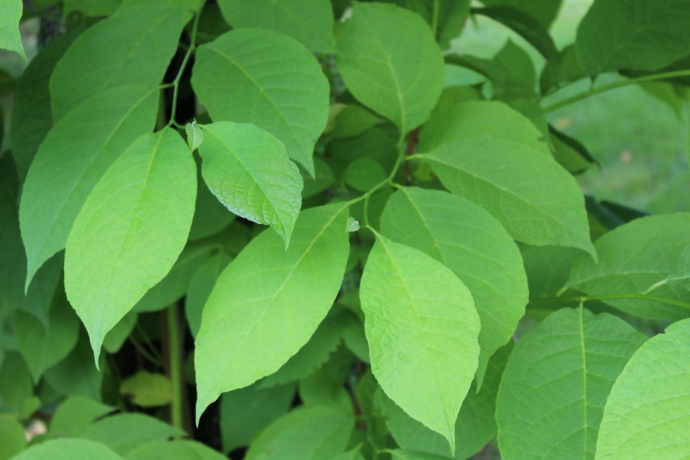 Staphylea Colchica - Jardins du Monde.be