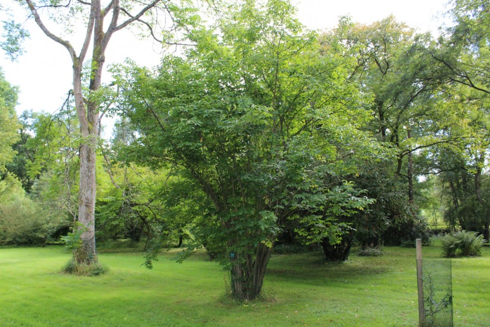 Staphylea Colchica - Jardins du Monde.be