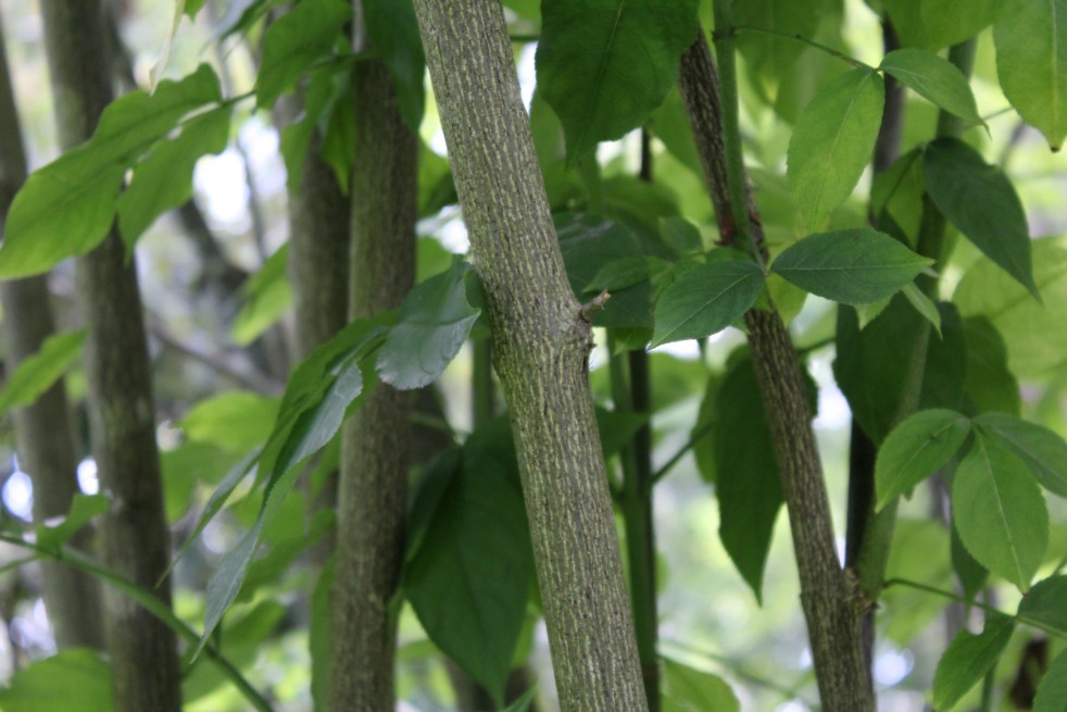 Staphylea Colchica - Jardins du Monde.be