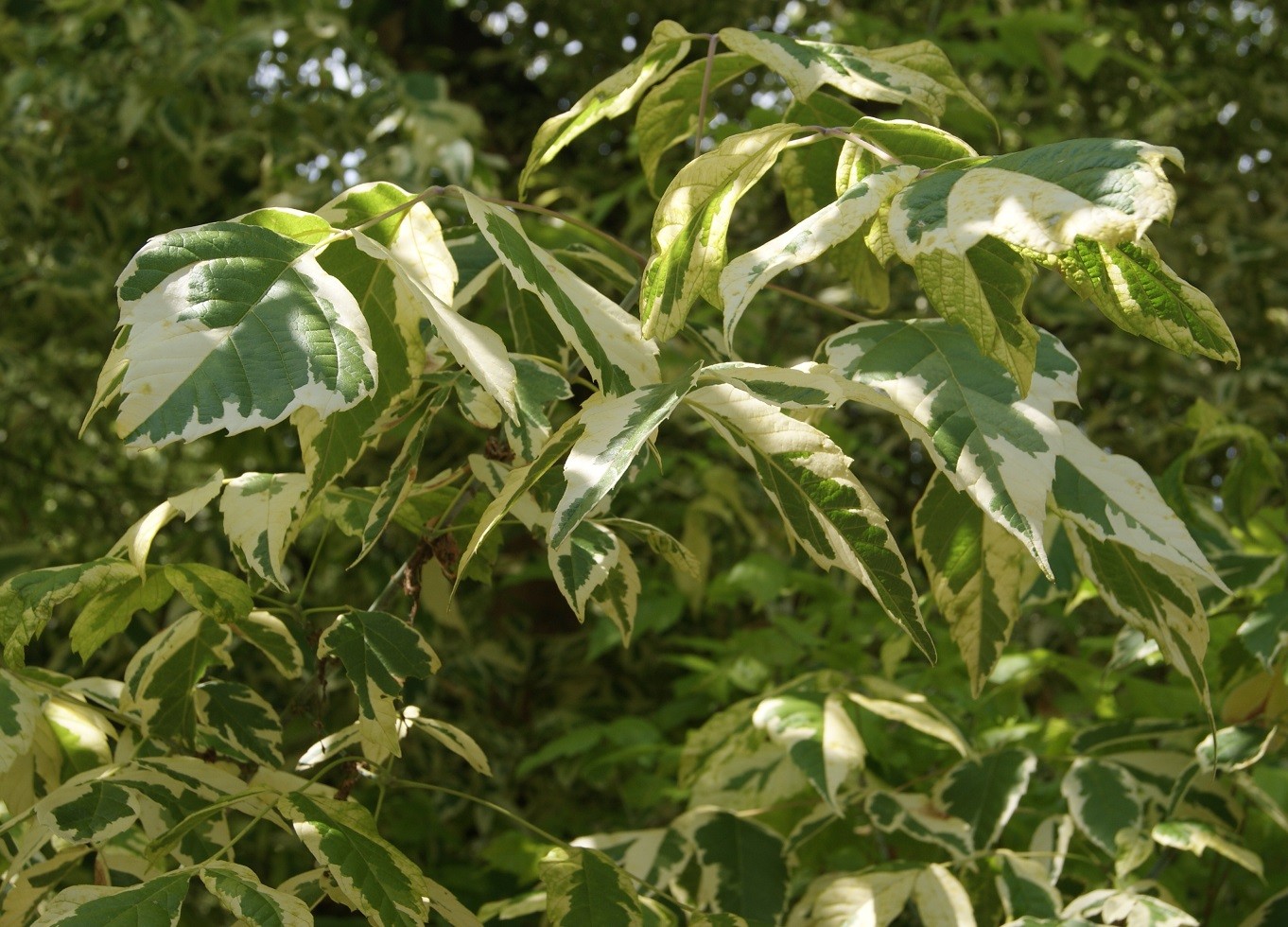 Variegated Ash-leaved Maple