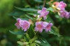 Edward Goucher glossy abelia