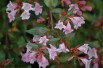 Edward Goucher glossy abelia