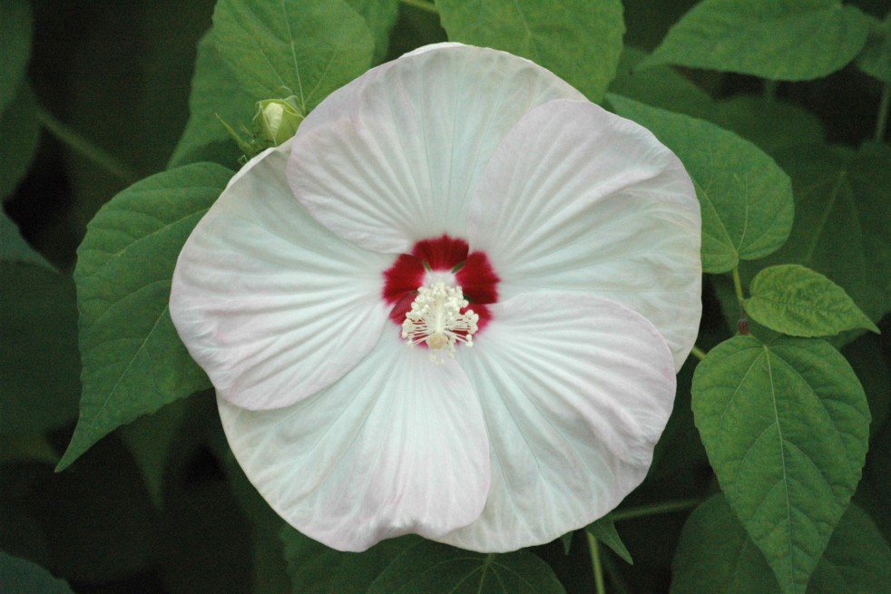 Hibiscus Moscheutos - Jardins du Monde.be