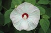 Hibiscus Moscheutos blanc - Jardins du Monde.be