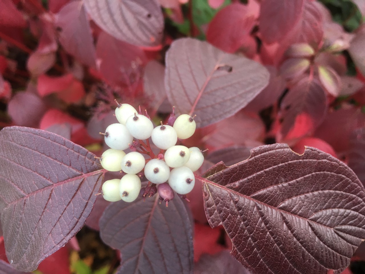 Cornouiller blanc Siberian Pearls